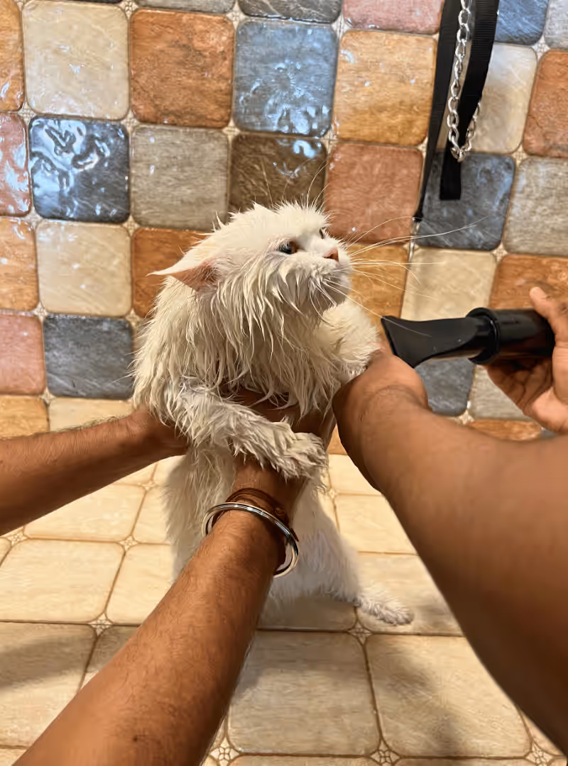 Poodle getting groomed