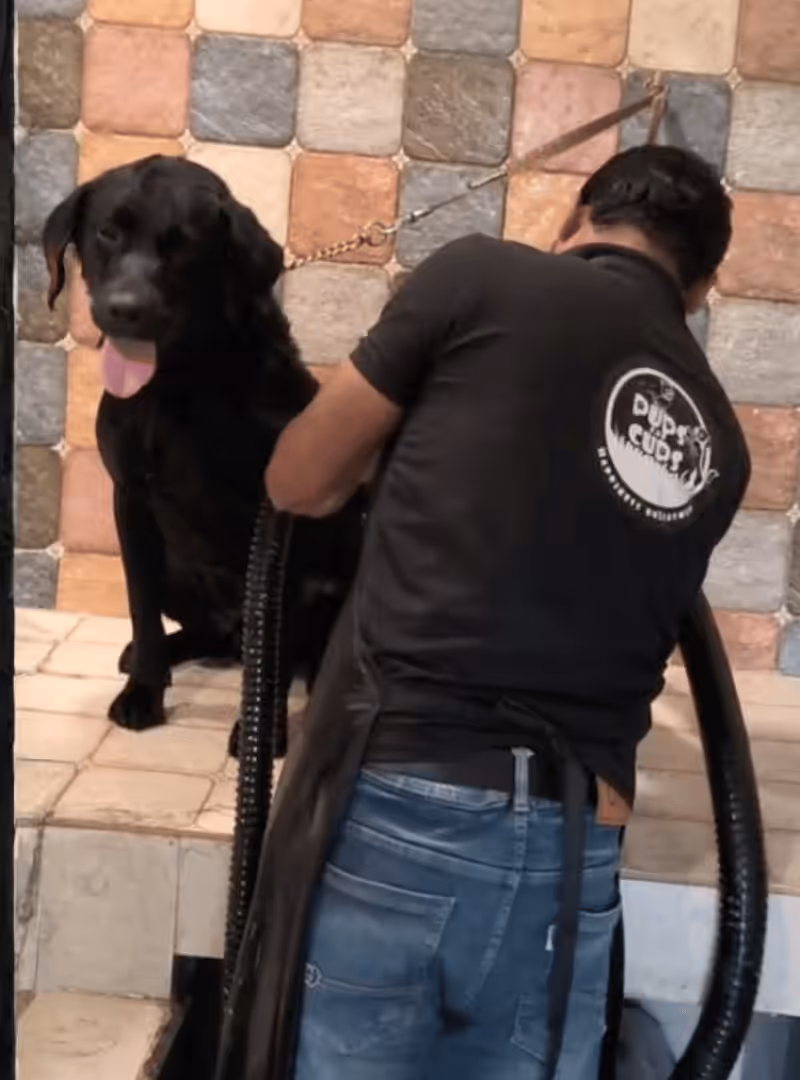Happy dog after a bath
