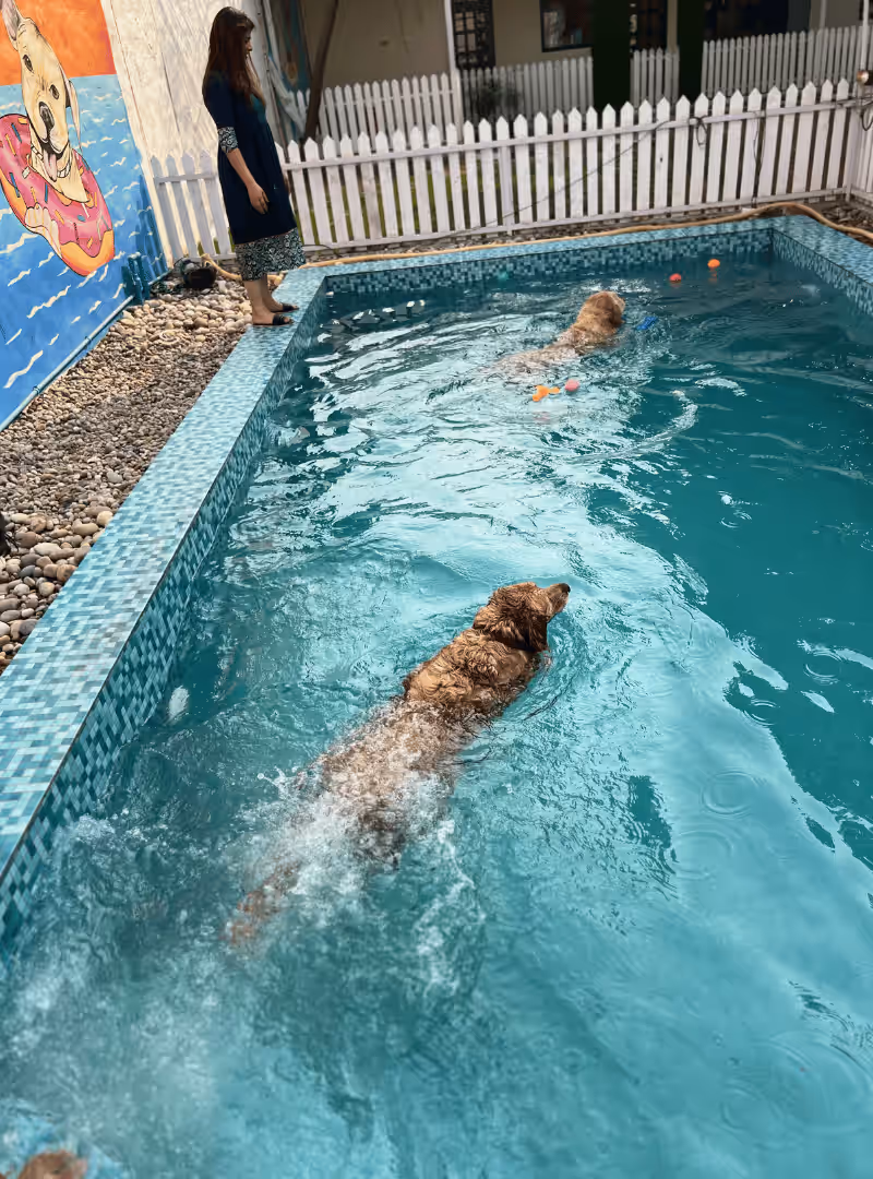 Dogs swimming together