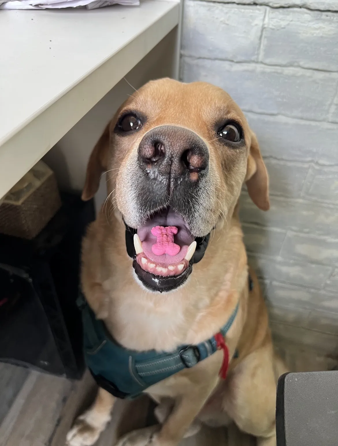 Corporate team with dogs