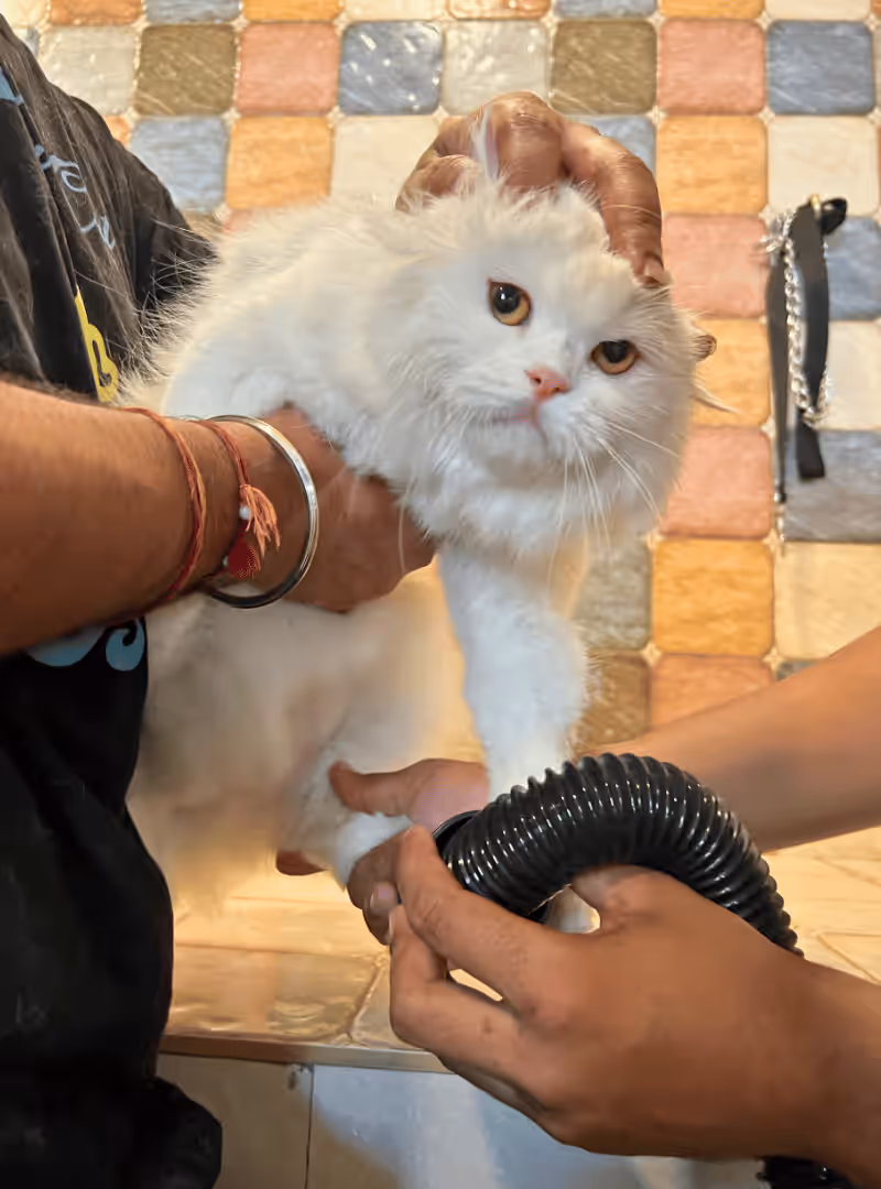 Ear and eye cleaning