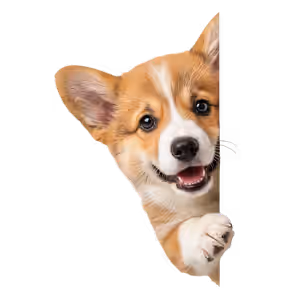 Corgi peeking from side