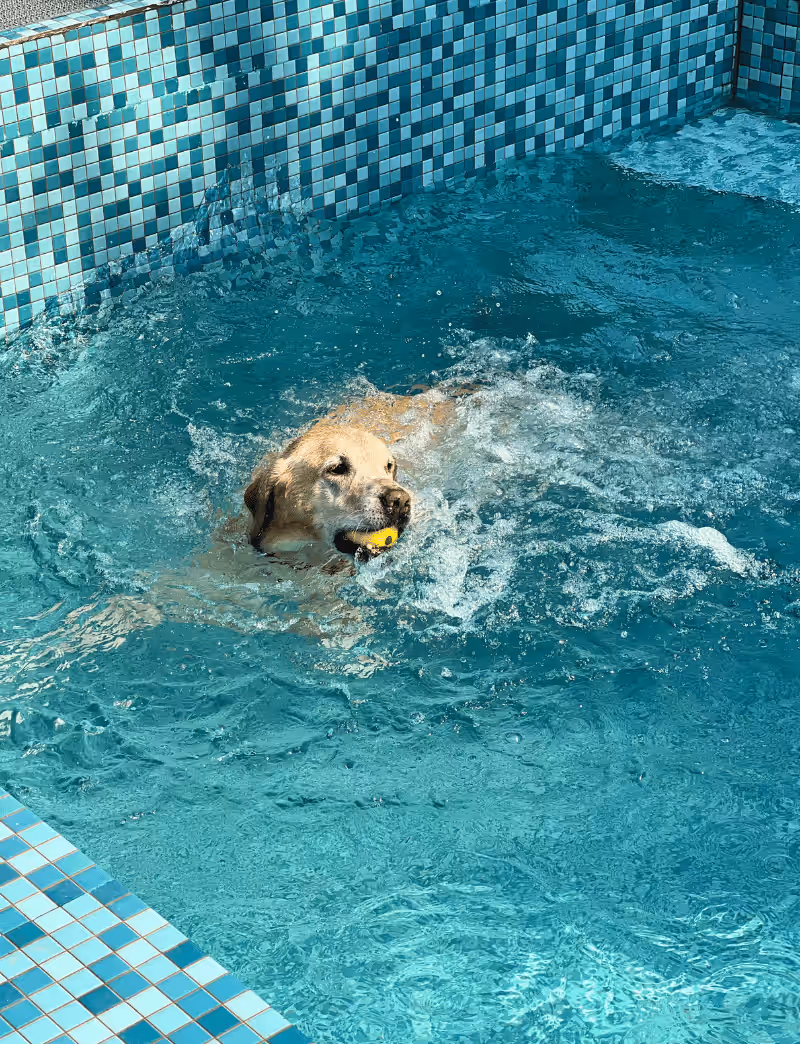 Golden retriever playing with water