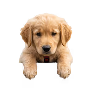 Golden retriever peeking