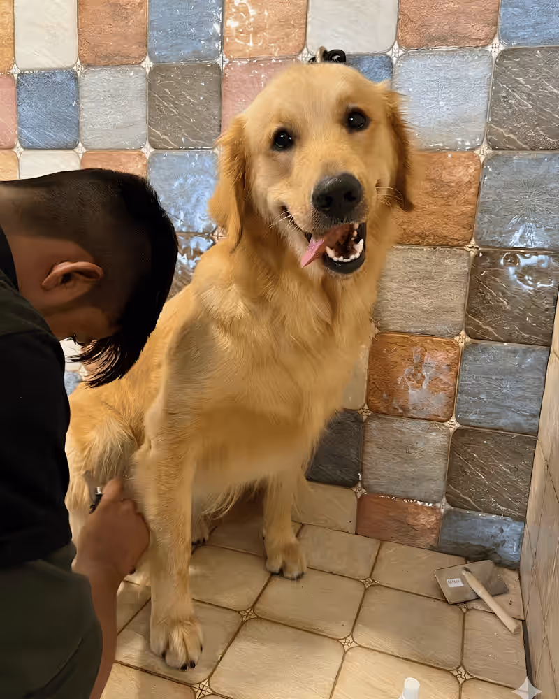 Professional Pet Grooming