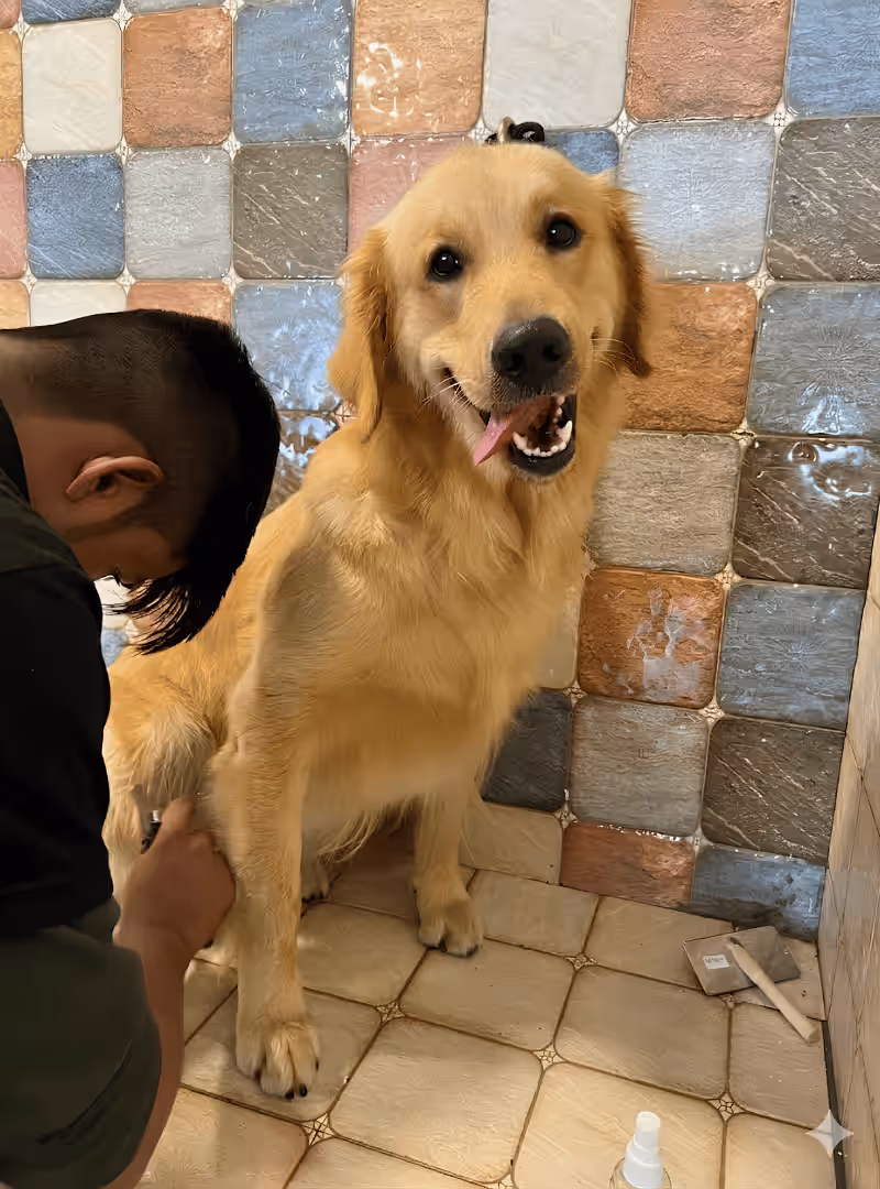 Dog playing outdoors