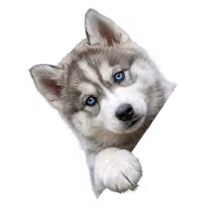 Husky peeking from top