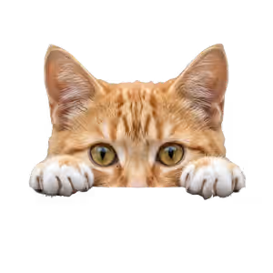 Tabby cat peeking from bottom